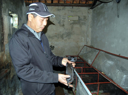 Nuôi chồn nhung đen Lợi bất cập hại